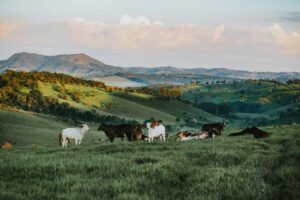 ranch tax losses
