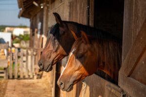 horse farm hobby tax loss
