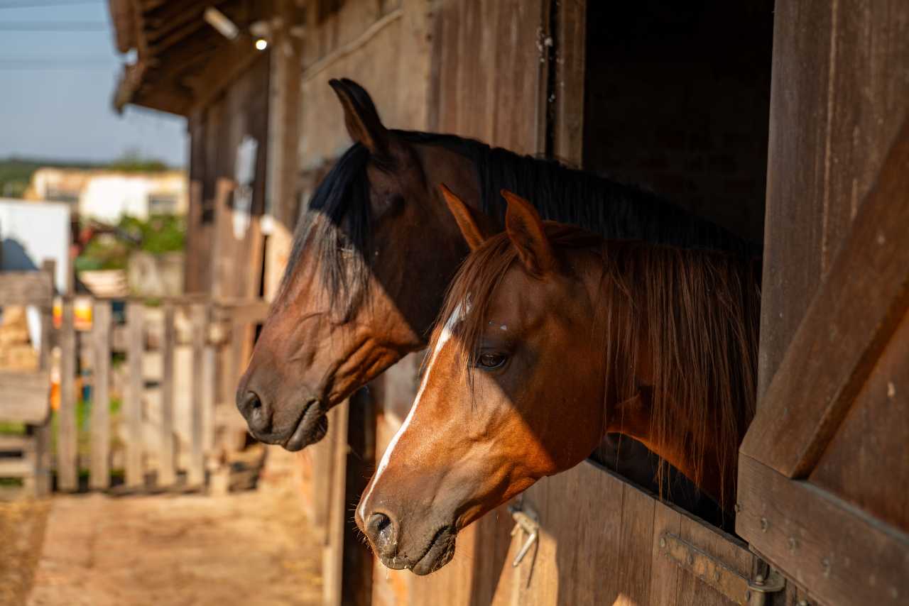 Lose the Hobby Loss Fight, But Save the Farm – Houston Tax Attorneys Lose the Hobby Loss Fight, But Save the Farm – Houston Tax Attorneys